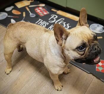 Janelle -  French Bulldog Dog for Adoption - Janelle | PetCurious