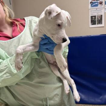 Danny Phantom -  Mixed Breed and Boxer Dog for Adoption in Tempe, Arizona - Danny Phantom | PetCurious