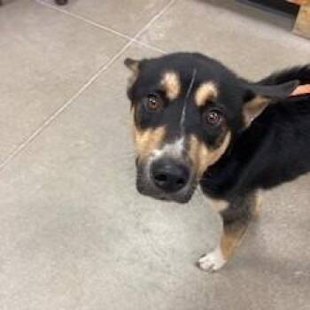 Roofer -  Mixed Breed Dog for Adoption in York, Pennsylvania - Roofer | PetCurious