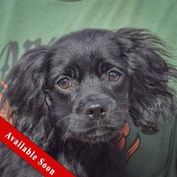 Ernie -  Cocker Spaniel and Poodle Dog for Adoption in Huntley, Illinois - Ernie | PetCurious