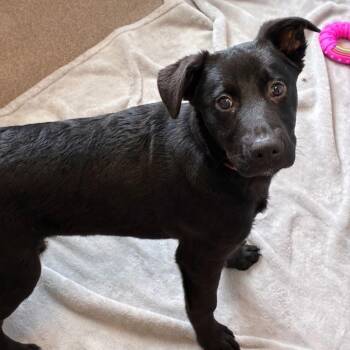 Husky Dogs Available for Adoption in South Elgin, Illinois - Goofy | PetCurious