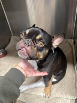 French Bulldog Dogs Available for Adoption in Carson City, Nevada - Floyd | PetCurious