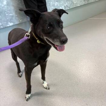 Jenny -  Mixed Breed Dog for Adoption in Hampton Bays, New York - Jenny | PetCurious