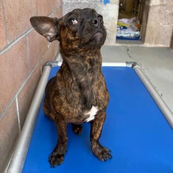 Terrier Dogs Available for Adoption in Goleta, California - Tadpole | PetCurious