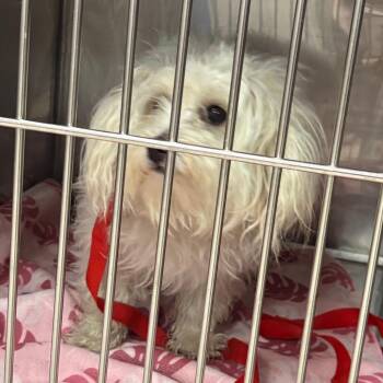 Snowy -  Miniature Poodle Dog for Adoption in Northbrook, Illinois - Snowy | PetCurious