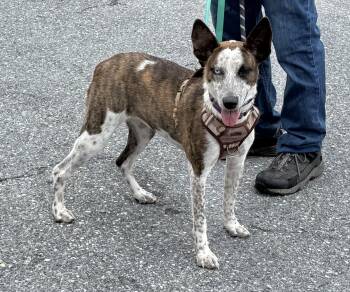 Brickley -  Cattle Dog Dog for Adoption in Ellicott City, Maryland - Brickley | PetCurious