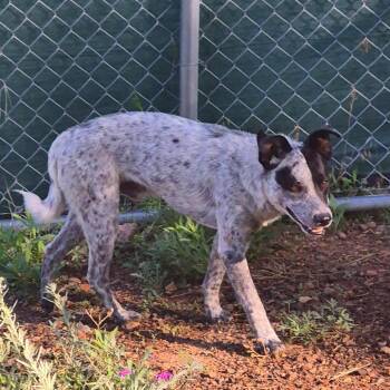 Boo Boo - Butler Campus -  Cattle Dog Dog for Adoption in Flagstaff, Arizona - Boo Boo - Butler Campus | PetCurious