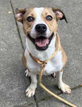 Rescue Pit Bull Terrier and Mixed Breed Dogs for Adoption in New Albany, Indiana - Mary Anne | PetCurious