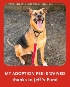 German Shepherd Dog and Mixed Breed Dogs Available for Adoption in Brewster, Massachusetts - BEAR | PetCurious
