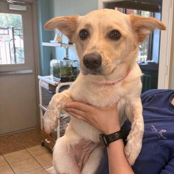 Bitsy -  Spaniel and Cardigan Welsh Corgi Dog for Adoption in Columbus, Georgia - Bitsy | PetCurious