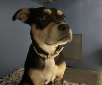 Pit Bull Terrier and Mixed Breed Dogs Available for Adoption in San Bernardino, California - NORA | PetCurious