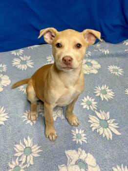 Yellow Labrador Retriever and Husky Dogs Available for Adoption in Lacon, Illinois - Fritter | PetCurious