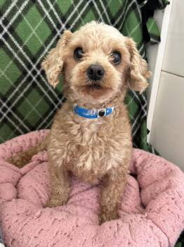Poodle Dogs Available for Adoption in Pacolet, South Carolina - Fritz Mar 26 | PetCurious