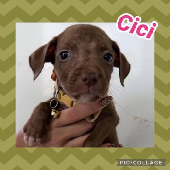 Cici -  Labrador Retriever Dog for Adoption in Ringwood, New Jersey - Cici | PetCurious