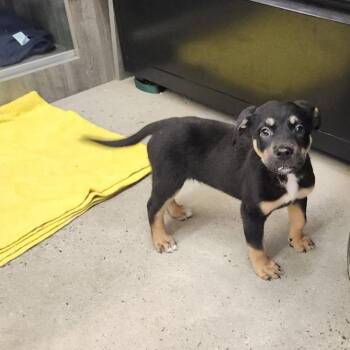 Grimm -  Shepherd and Retriever Dog for Adoption in New Rochelle, New York - Grimm | PetCurious