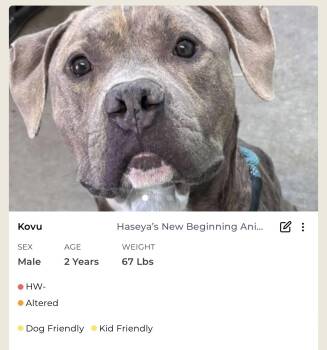 Rescue Mixed Breed Dogs for Adoption in Rayne, Louisiana - Kuvo | PetCurious
