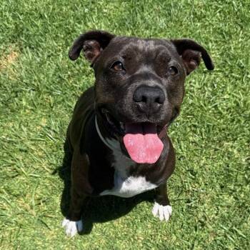 Loodah -  Pit Bull Terrier Dog for Adoption in Long Beach, California - Loodah | PetCurious