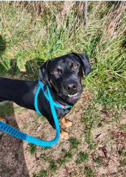 Rescue Labrador Retriever Dogs for Adoption in Indiana, Pennsylvania - MacAroni | PetCurious