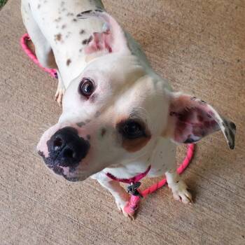 Butters -  Mixed Breed Dog for Adoption in Fairport, New York - Butters | PetCurious
