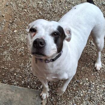 Luna -  Mixed Breed Dog for Adoption in Fairport, New York - Luna | PetCurious