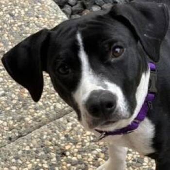 Trike -  Mixed Breed Dog for Adoption in Pleasanton, California - Trike | PetCurious