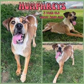 Rescue Great Dane Dogs for Adoption in Greenwood, Indiana - Humphreys | PetCurious