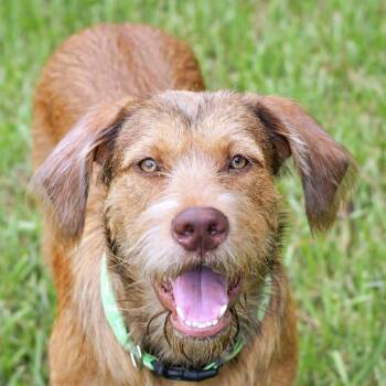 Redford -  Wirehaired Vizsla and Golden Retriever Dog for Adoption in Humble, Texas - Redford | PetCurious