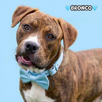 Bronco -  Pit Bull Terrier Dog for Adoption in Brentwood, Tennessee - Bronco | PetCurious