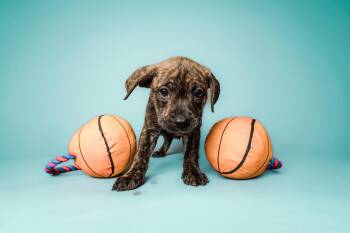 Mixed Breed Dogs Available for Adoption in Columbia, Missouri - March Madness Litter | PetCurious