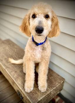 Larry -  Goldendoodle Dog for Adoption - Larry | PetCurious