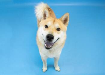 Jindo and Mixed Breed Dogs Available for Adoption in Colorado Springs, Colorado - ARES | PetCurious
