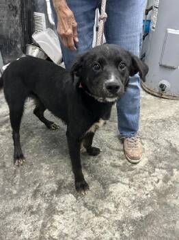 Jetta -  Labrador Retriever and Terrier Dog for Adoption in Aurora, Illinois - Jetta | PetCurious
