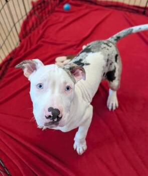 Grady -  Pit Bull Terrier Dog for Adoption in Santa Rosa, California - Grady | PetCurious