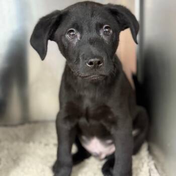 Black Labrador Retriever Dogs Available for Adoption - Tank (green) | PetCurious