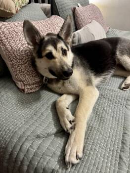 Alaskan Malamute Dogs Available for Adoption in Grand Forks, North Dakota - Mochi | PetCurious