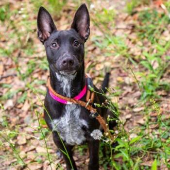 Mixed Breed Dogs Available for Adoption in Munster, Indiana - Lunar | PetCurious