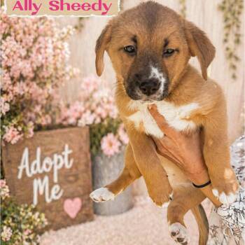 Labrador Retriever and American Staffordshire Terrier Dogs Available for Adoption in Richmond, Texas - ALLY SHEEDY (80S HEARTTHROB LITTER) (Feel Free To Also Call Me F | PetCurious