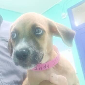 Rescue Mixed Breed Dogs for Adoption in Guaynabo, Guaynabo - Indy | PetCurious
