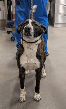 German Shepherd Dog and Mixed Breed Dogs Available for Adoption - AIDA | PetCurious