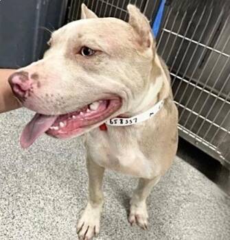 A658558 -  Cane Corso Dog for Adoption in Houston, Texas - A658558 | PetCurious
