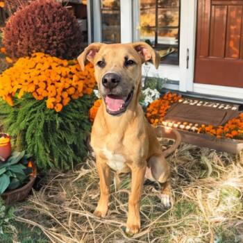 Rescue Great Dane and Pit Bull Terrier Dogs for Adoption in Fort Worth, Texas - Atlas | PetCurious