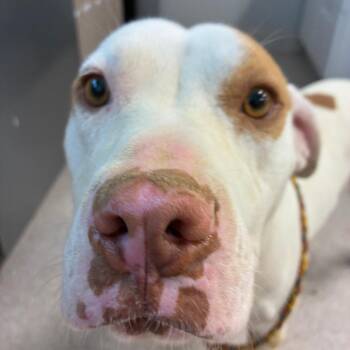 Shannon -  Mixed Breed Dog for Adoption in Horn Lake, Mississippi - Shannon | PetCurious