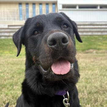 Lola -  Rottweiler Dog for Adoption in Bentonville, Arkansas - Lola | PetCurious