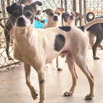 Rescue Chihuahua Dogs for Adoption in Midland, Texas - Woody | PetCurious