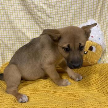 LADY -  German Shepherd Dog and Mixed Breed Dog for Adoption in Modesto, California - LADY | PetCurious