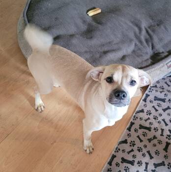 Mixed Breed and Chihuahua Dogs Available for Adoption in Vancouver, British Columbia - Barnaby  | PetCurious
