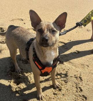 Mixed Breed Dogs Available for Adoption in Davis, California - Sasha | PetCurious