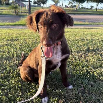 Millie -  Australian Shepherd and Border Collie Dog for Adoption in Harlingen, Texas - Millie | PetCurious