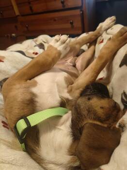 Mastiff and Shepherd Dogs Available for Adoption - Sammi | PetCurious