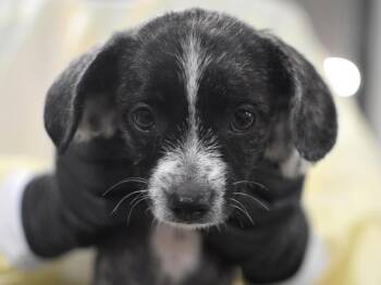 Adela -  Terrier and Chihuahua Dog for Adoption in Portland, Oregon - Adela | PetCurious